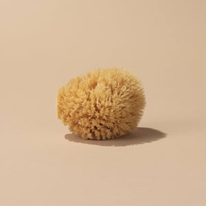 Well Kept | Sea Sponge - Medium 4-5"