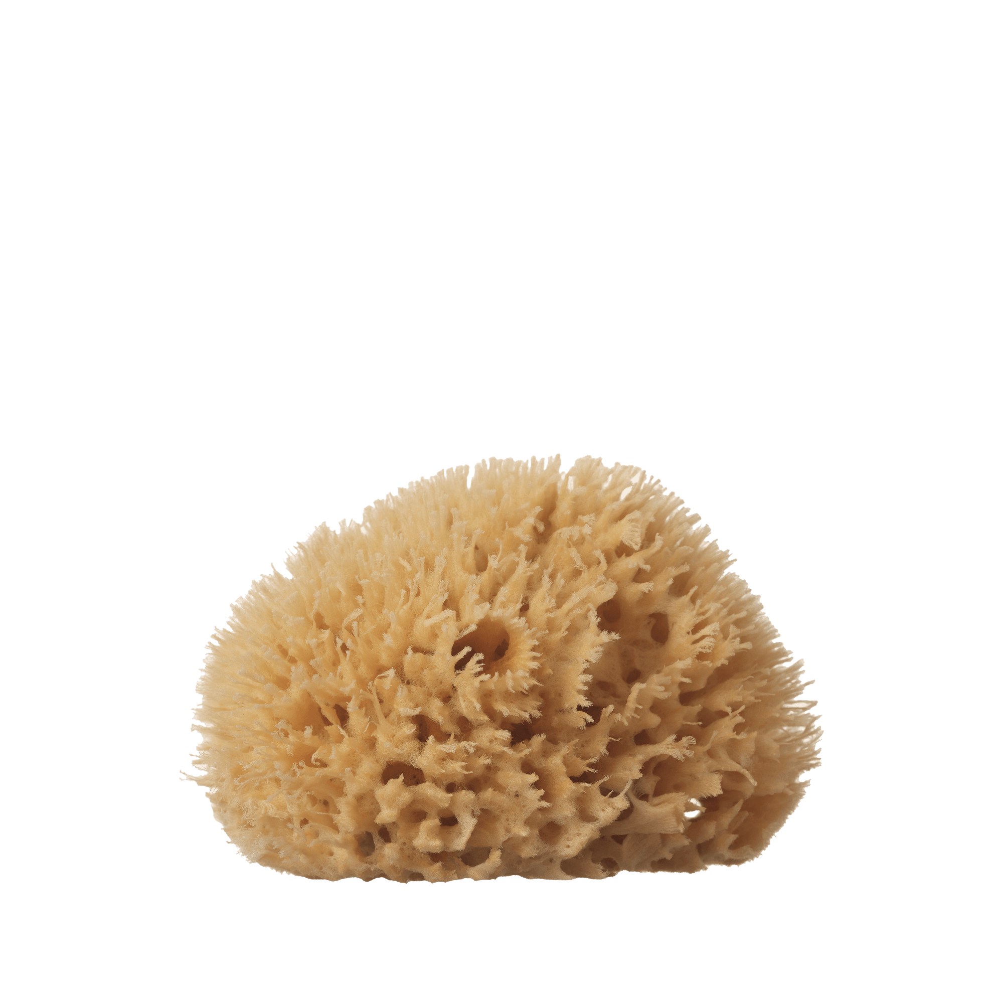 Well Kept | Sea Sponge - Medium 4-5"