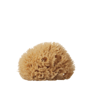 Well Kept | Sea Sponge - Medium 4-5"