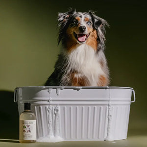 A bottle of Koala Eco natural, organic dog wash next to a bath tub with a dog in it