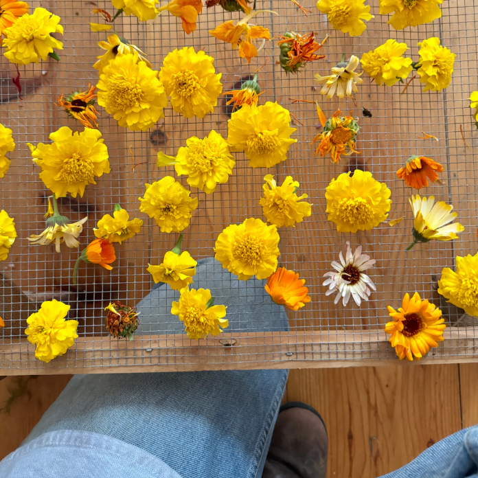 Yellow and orange flowers on a wire mesh surface with a person wearing jeans.