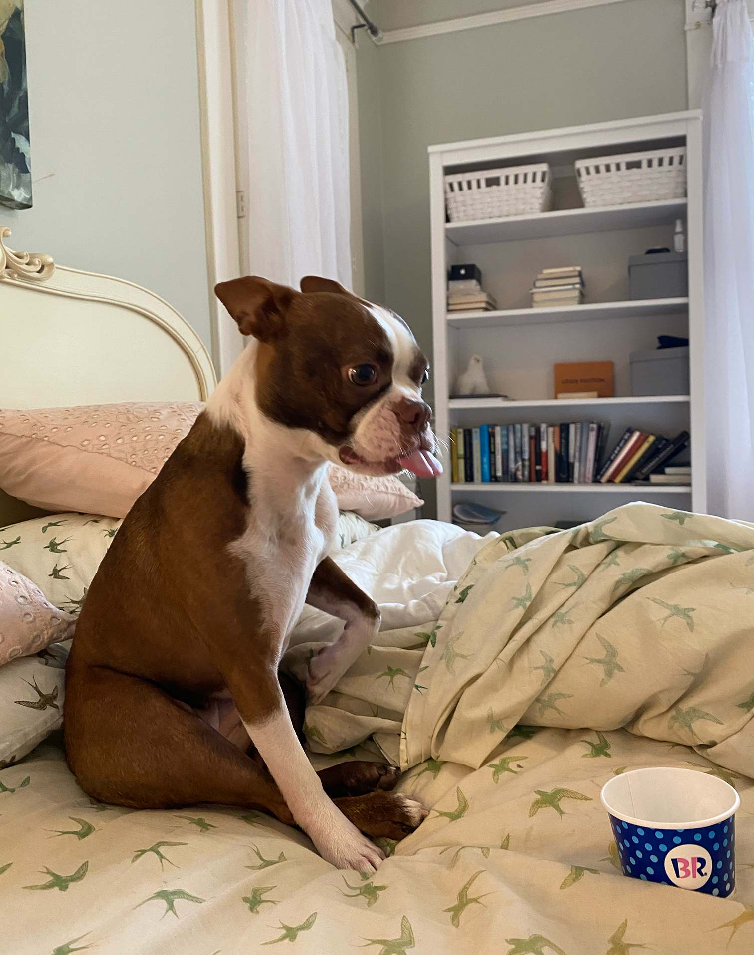 Lula Mae Vaughan, a very cute brown and white Boston terrier on a bed with a Baskin Robbins paper cup.
