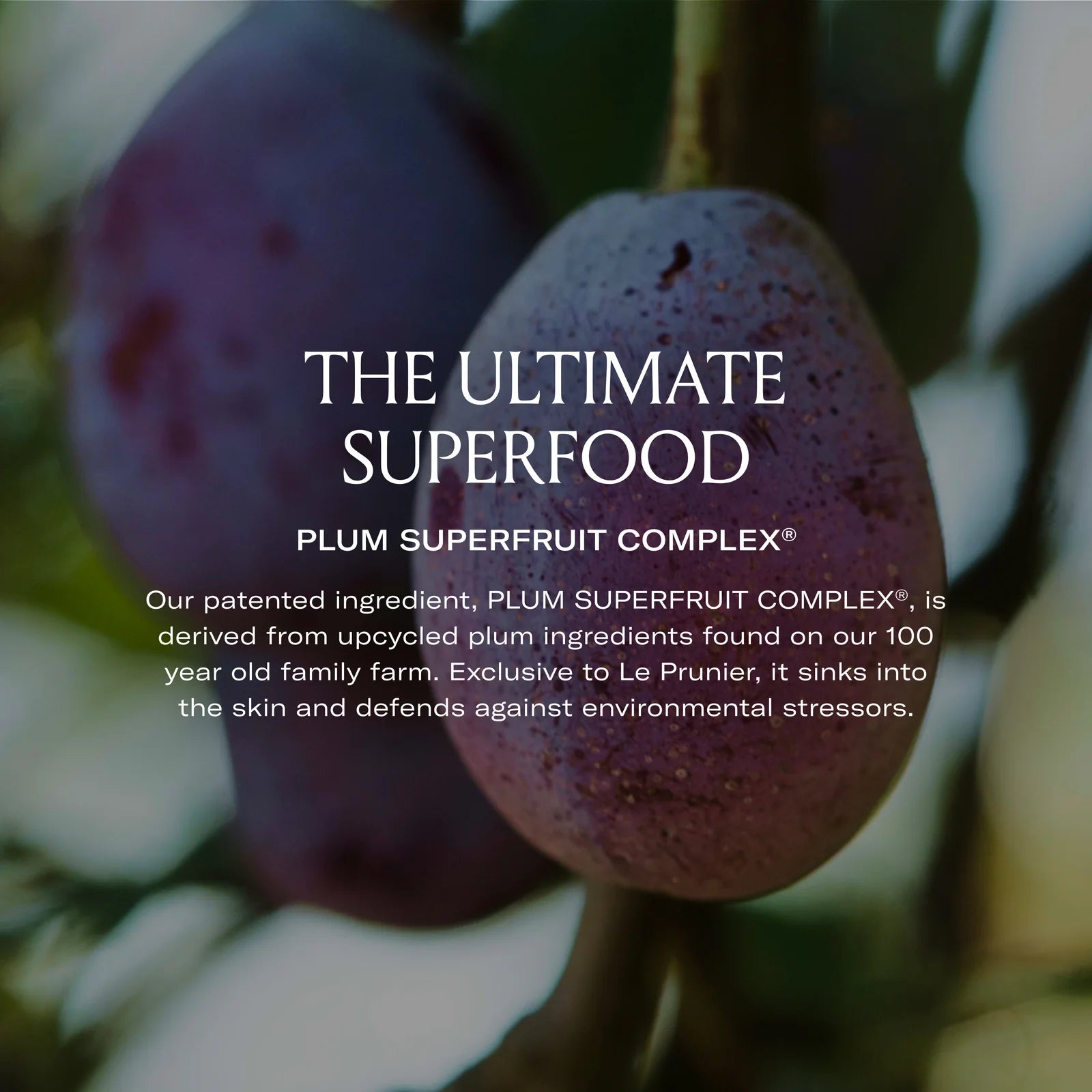 An infographic with a photo of ripe plums that reads "The Ultimate Superfood."