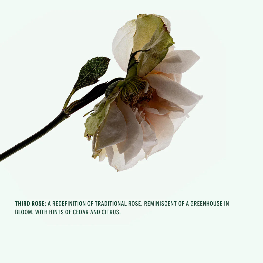 Corpus | Third Rose Stick Deodorant